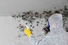 Best Mold Damage Restoration in Dana Point, CA